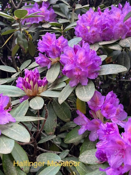 ../Images/A-halfing rhodo5.jpg